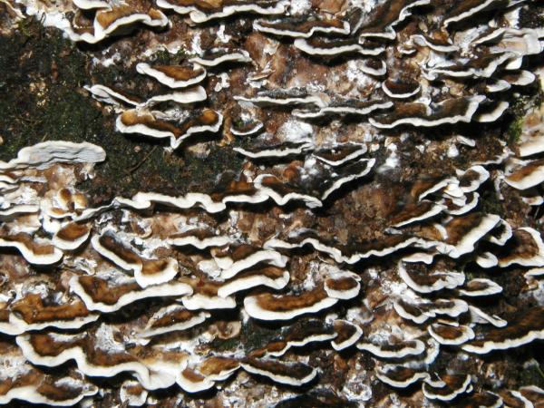 Tree fungus