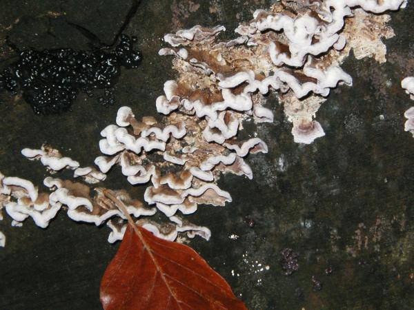 Tree fungus