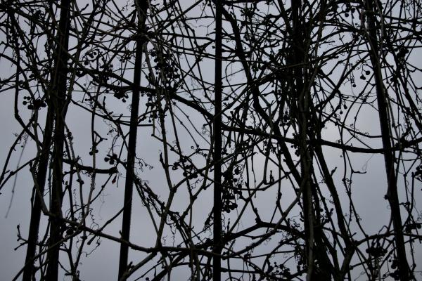 Tree growing on a fence
