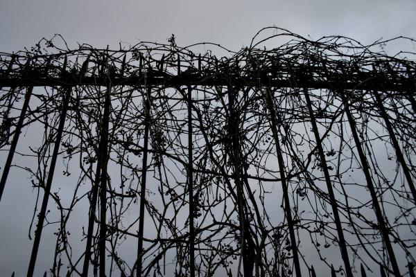 Tree growing on a fence