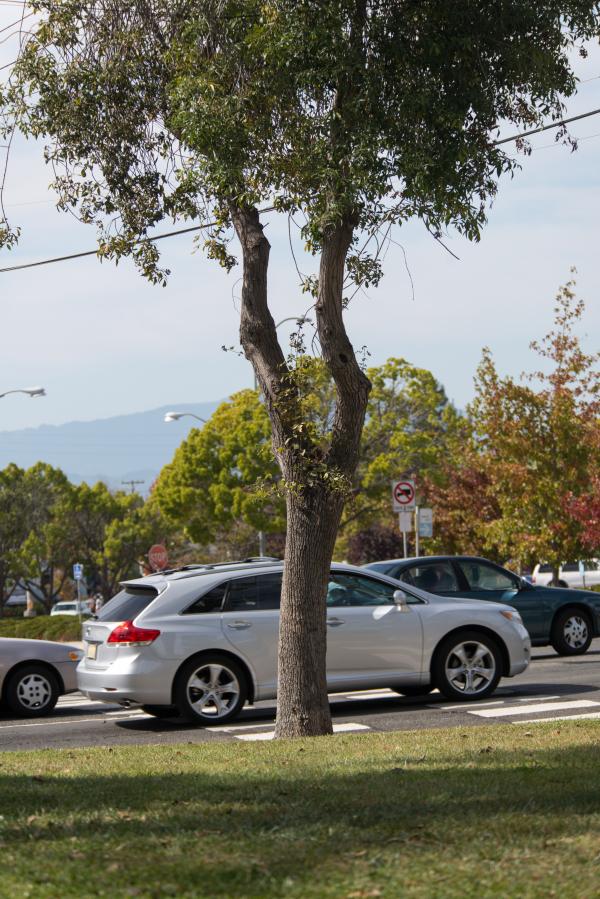 Tree in Ohlone Park in front of road with stopped cars