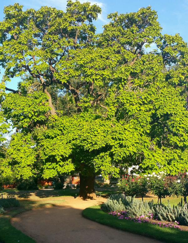 Tree in the park