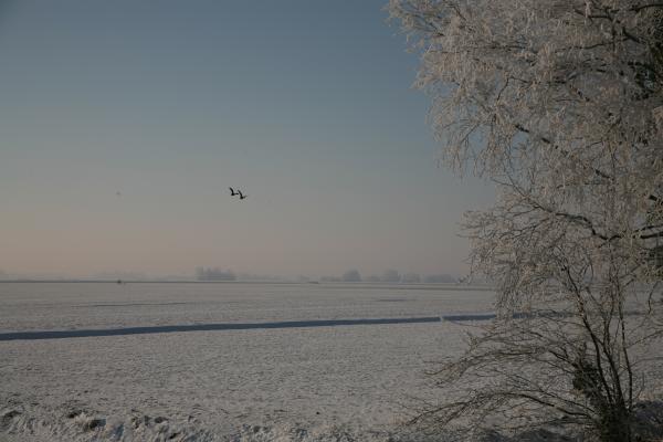 Tree in the Snow