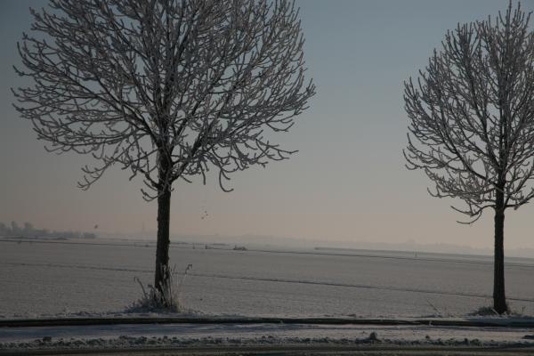 Tree in the snow
