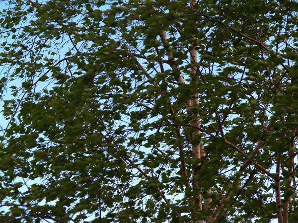 Tree in the wind