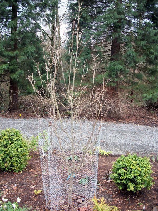 Tree in wire cage