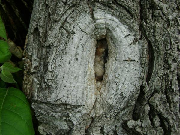 Tree Knot