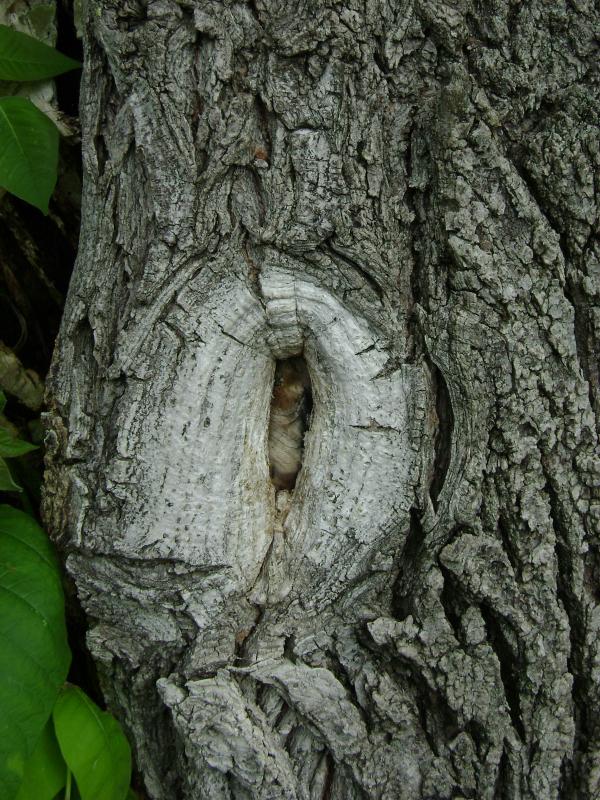 Tree Knot
