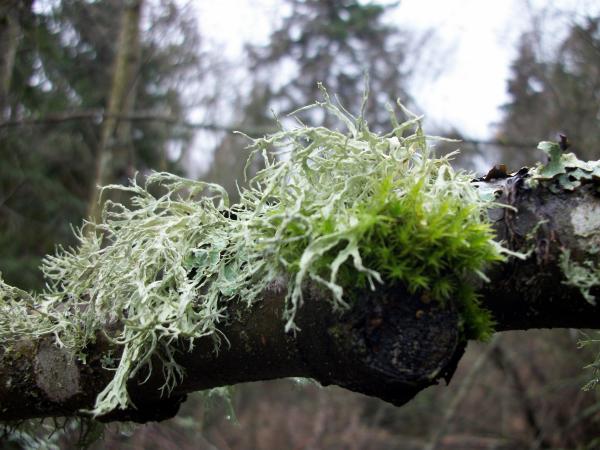Tree limb with growth