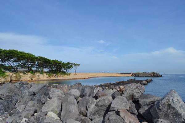 Tree lines at the beach