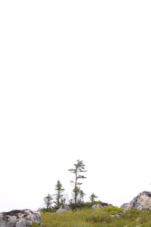 Tree on a hill