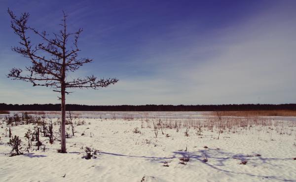 Tree on Desert