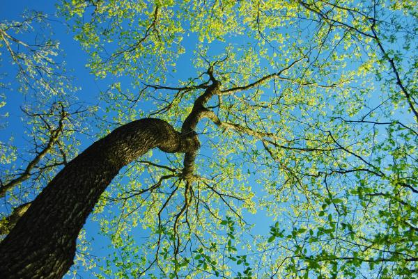 Tree on Sky