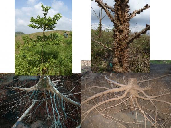 Tree roots
