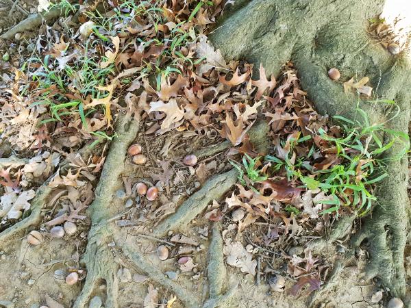 Tree roots in foliage