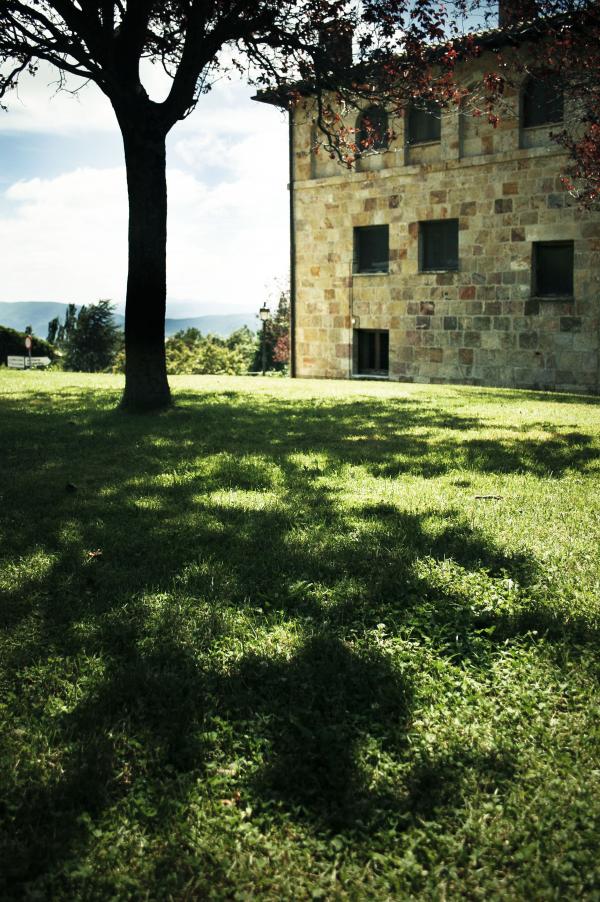 Tree shadow