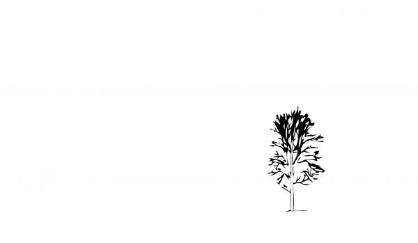 Tree silhouette