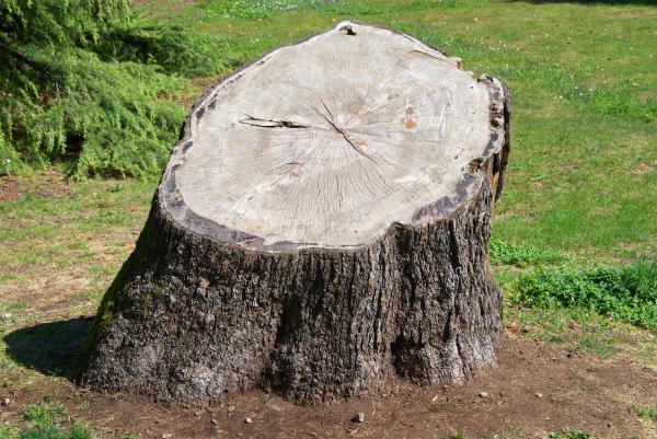 Tree stump