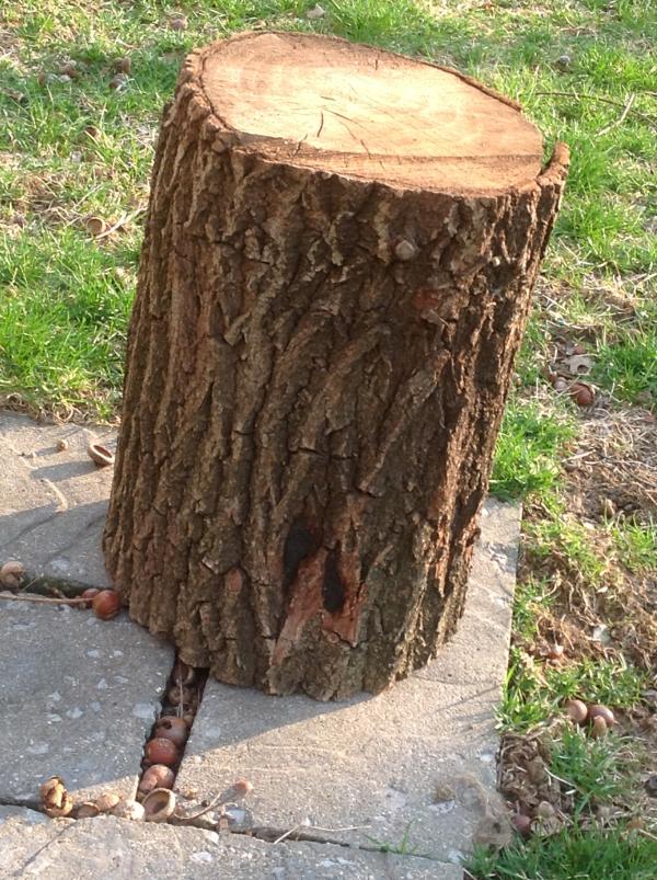 Tree Stump
