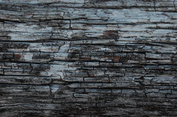 tree texture