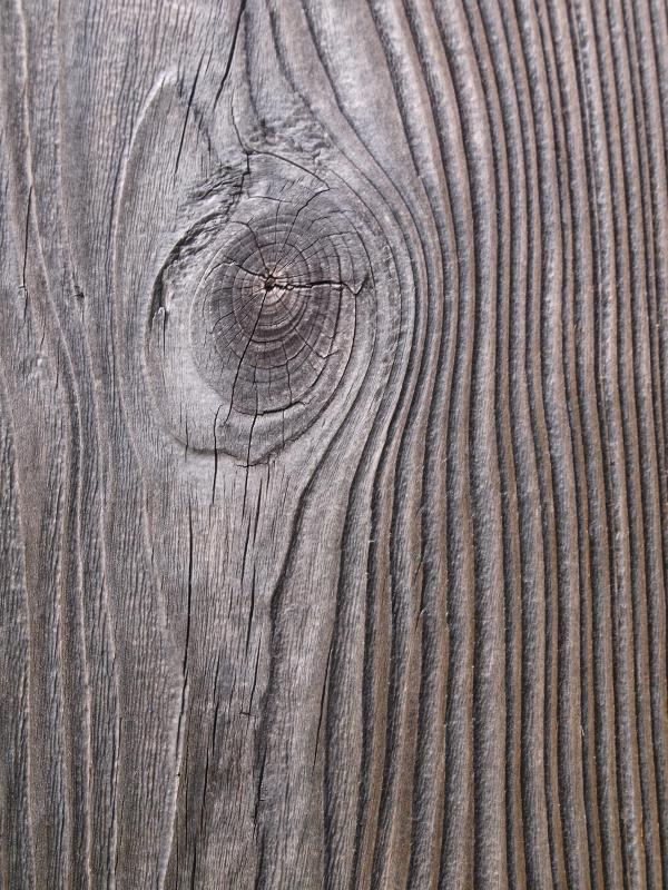 tree texture