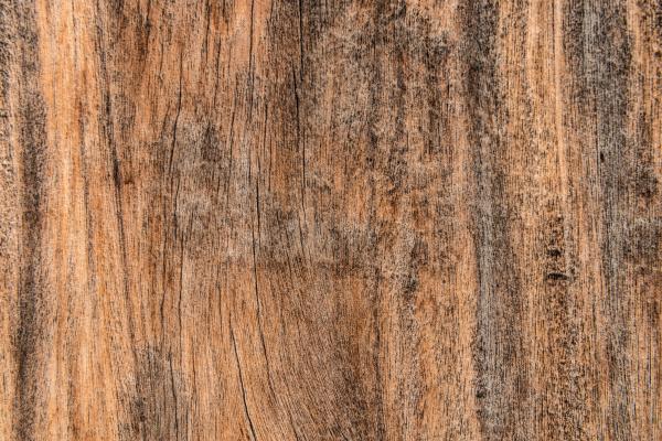 tree texture