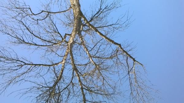 Tree Top