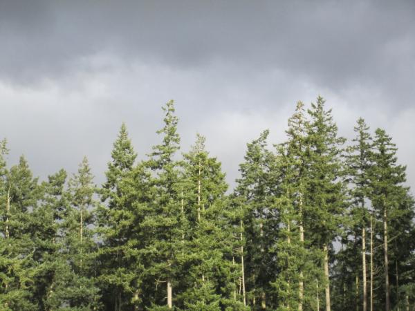 Tree Tops