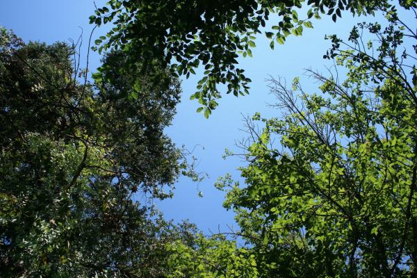 Tree Tops