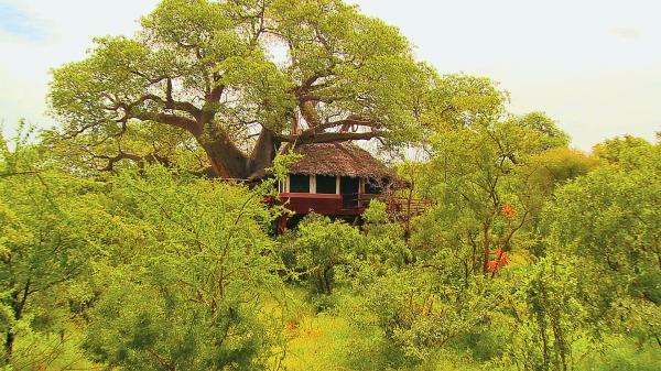 Treetop