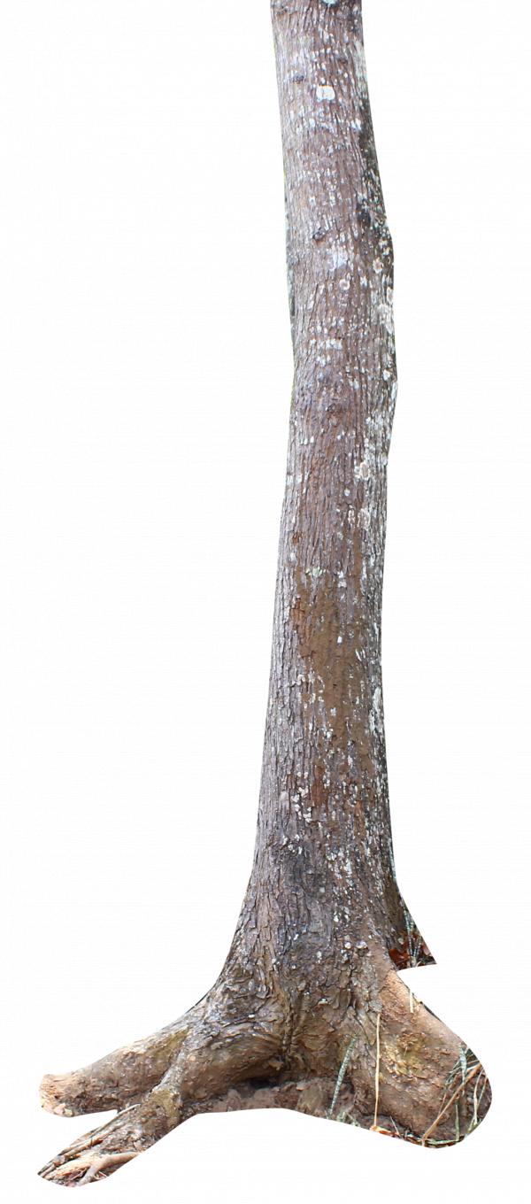 Tree Trunk
