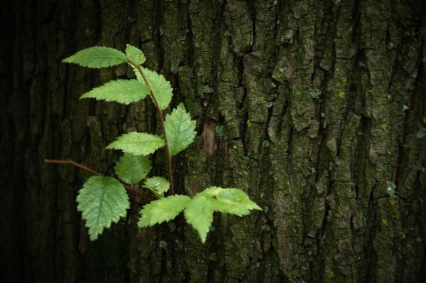Tree trunk with plant