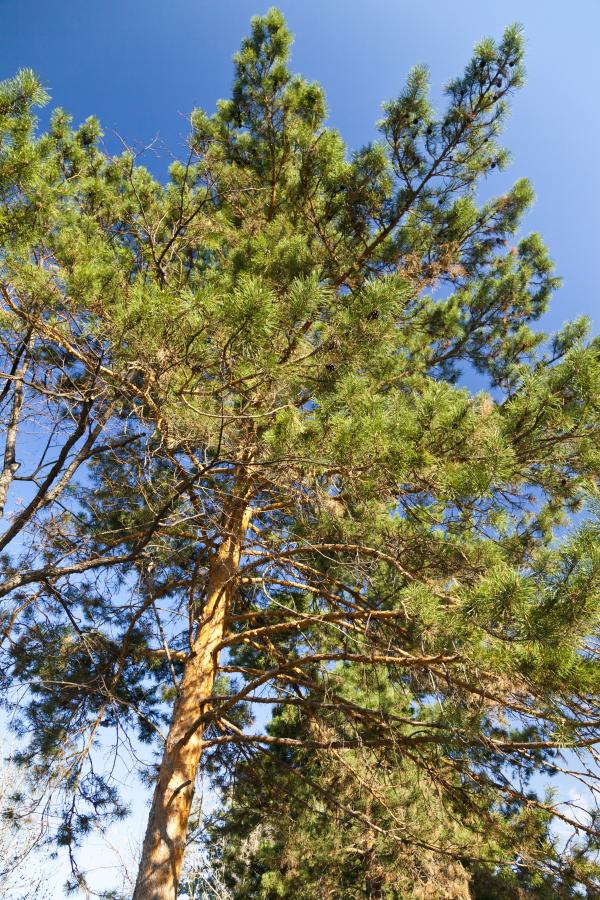 Tree View