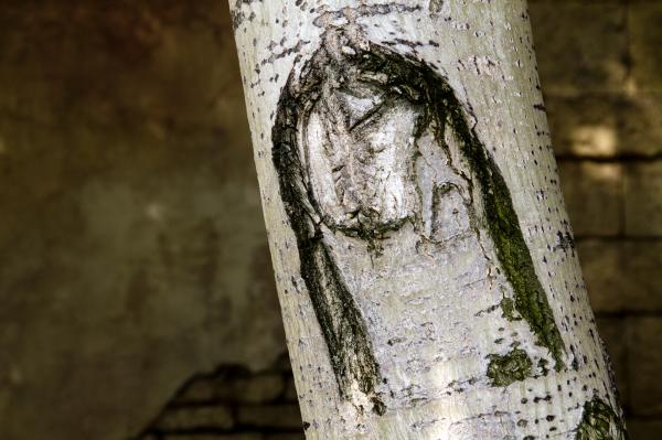 Tree with a face