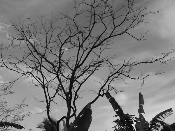Tree with no leafs