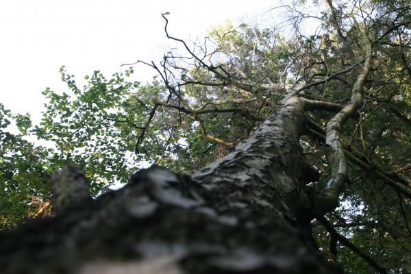 Tree Woodlands