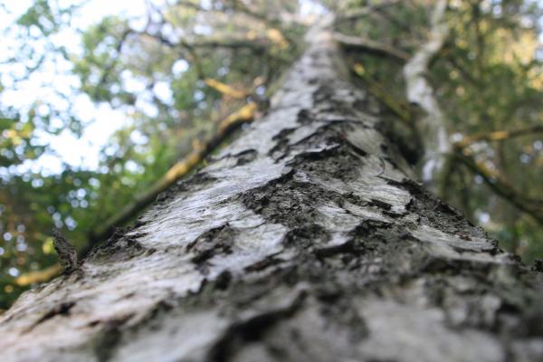 Tree Woodlands