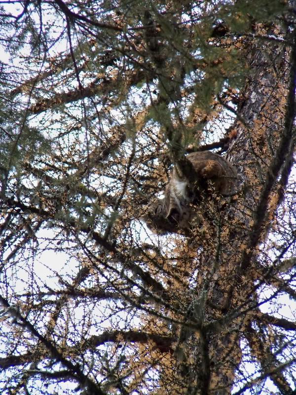 Treed in