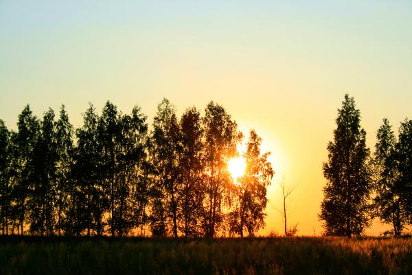 trees