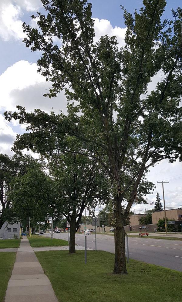 Trees