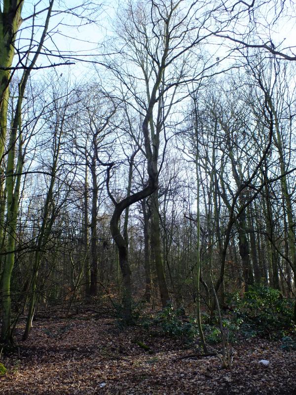 trees