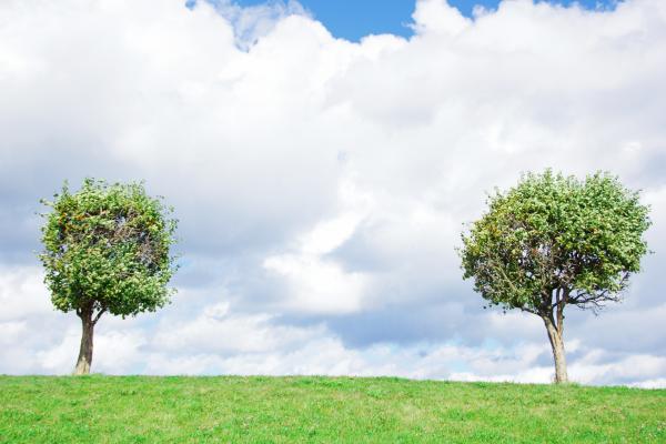 Trees