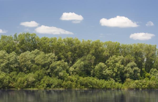 trees