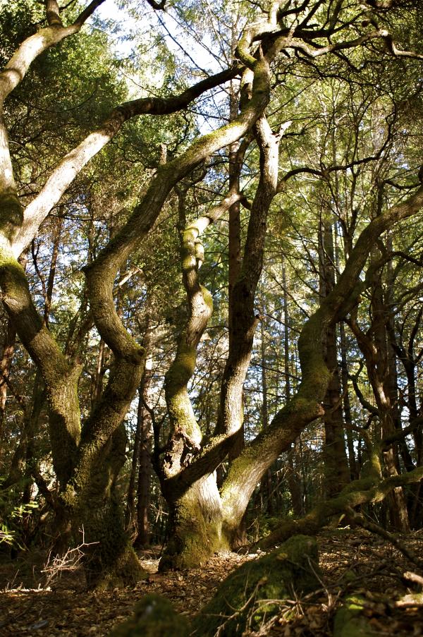 Trees