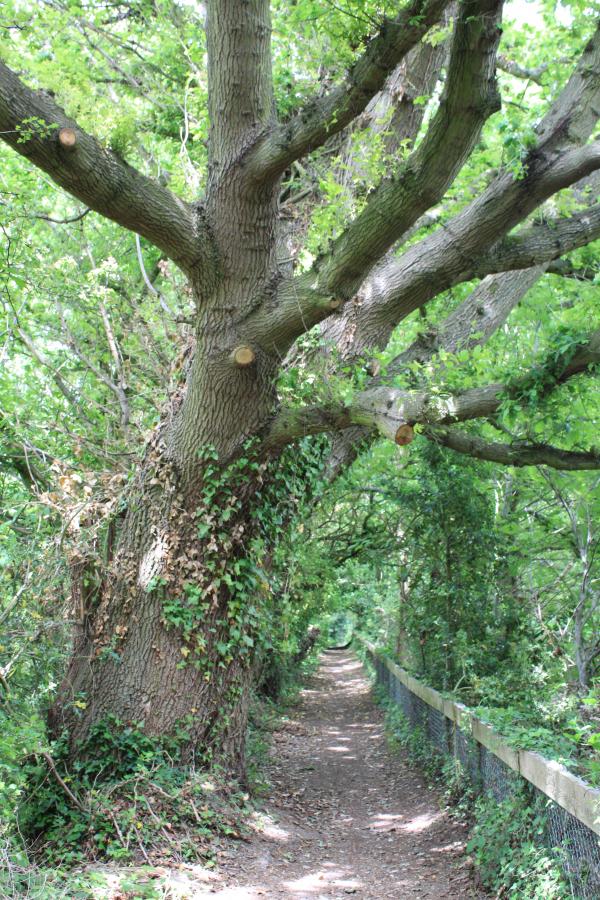 Trees
