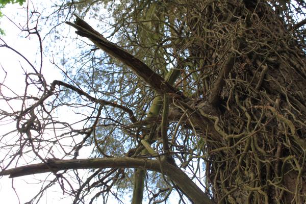 Trees