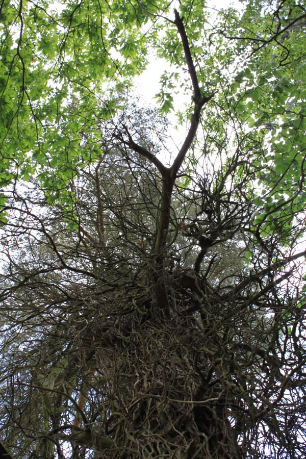 Trees