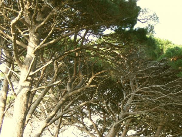 Trees