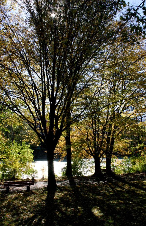 Trees