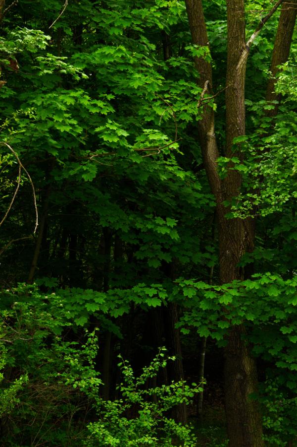 Trees